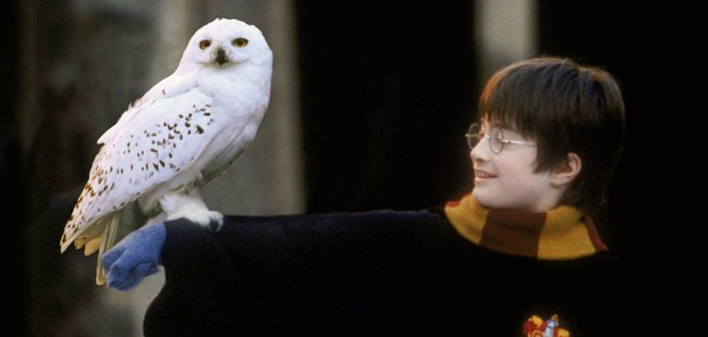 Harry Potter Hedwig