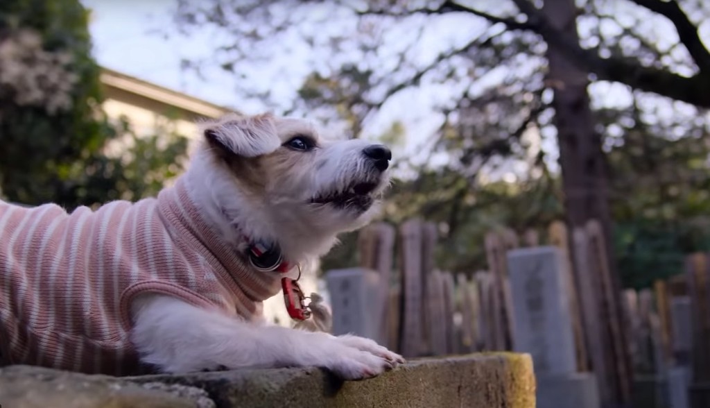Trailer de 'Dogs', el documental de Netflix que explorará la relación íntima entre humanos y perros 